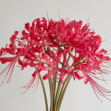 Blood Red Chunxiao Lycoris Bulbs | Lycoris × haywardii | Crimson Spider Lily