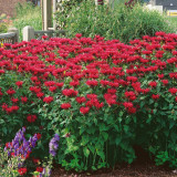 'Red Shades' Bee Balm Seeds | Monarda didyma | Aromatic Medicinal Herb | Cold-Hardy & Easy to Grow