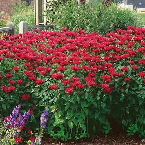 'Red Shades' Bee Balm Seeds | Monarda didyma | Aromatic Medicinal Herb | Cold-Hardy & Easy to Grow