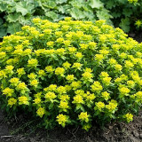 Cushion Spurge Seeds | Euphorbia polychroma | Drought Tolerant Rock Garden Plant | Hardy & Low-Maintenance