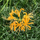Lycoris aurea Bulbs | Golden Spider Lily | Bright Yellow Fall Blooms