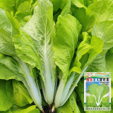 'Jiemei Golden Sweet' Bok Choy Seeds - Brassica rapa subsp. chinensis, Early Maturity, Heat and Humidity Tolerant