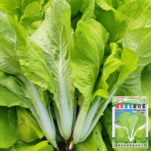 'Jiemei Golden Sweet' Bok Choy Seeds - Brassica rapa subsp. chinensis, Early Maturity, Heat and Humidity Tolerant