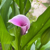 'Picasso' Calla Lily Bulbs | Zantedeschia hybrida | Bicolor Purple & White Flower Bulb