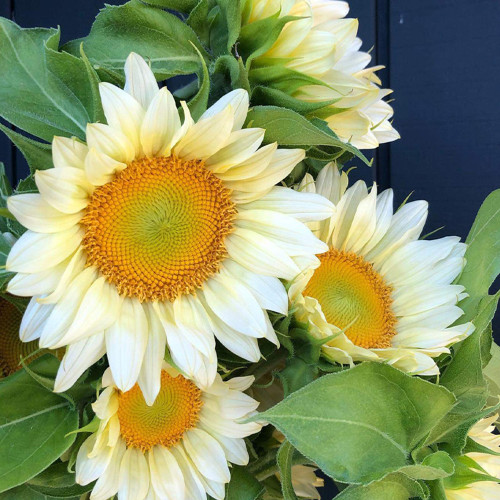 'White Moonlight' Sunflower Seeds – F1 Hybrid Single-Stem Variety with Creamy-White Petals, Ideal for Cut Flowers