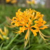 Lycoris aurea Bulbs | Golden Spider Lily | Bright Yellow Fall Blooms