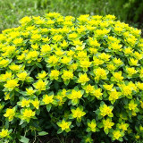 Cushion Spurge Seeds | Euphorbia polychroma | Drought Tolerant Rock Garden Plant | Hardy & Low-Maintenance
