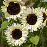 'White Lover' Sunflower Seeds | Helianthus annuus | F1 Hybrid Single Stem Cut Flower