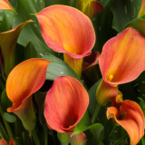 'Rialto' Calla Lily Bulbs | Zantedeschia hybrida | Orange-Yellow Bicolor Flower Bulb