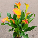 'Rialto' Calla Lily Bulbs | Zantedeschia hybrida | Orange-Yellow Bicolor Flower Bulb