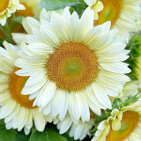 'White Moonlight' Sunflower Seeds – F1 Hybrid Single-Stem Variety with Creamy-White Petals, Ideal for Cut Flowers