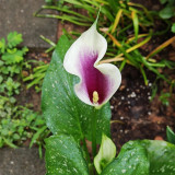 'Picasso' Calla Lily Bulbs | Zantedeschia hybrida | Bicolor Purple & White Flower Bulb