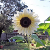 'White Lover' Sunflower Seeds | Helianthus annuus | F1 Hybrid Single Stem Cut Flower