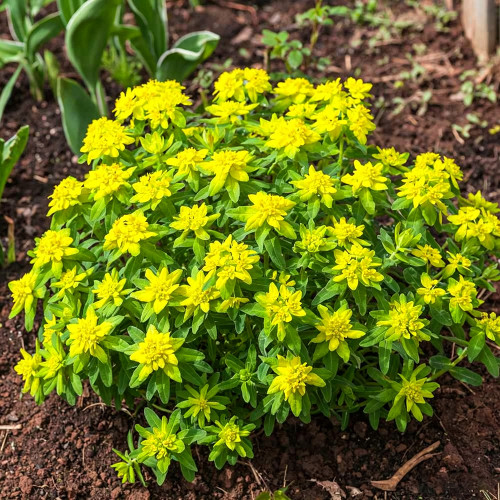 Cushion Spurge Seeds | Euphorbia polychroma | Drought Tolerant Rock Garden Plant | Hardy & Low-Maintenance