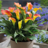 'Rialto' Calla Lily Bulbs | Zantedeschia hybrida | Orange-Yellow Bicolor Flower Bulb