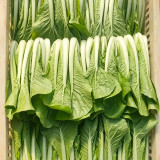 'Jiemei Golden Sweet' Bok Choy Seeds - Brassica rapa subsp. chinensis, Early Maturity, Heat and Humidity Tolerant