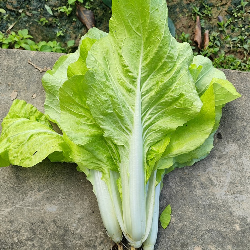 'Jiemei Golden Sweet' Bok Choy Seeds - Brassica rapa subsp. chinensis, Early Maturity, Heat and Humidity Tolerant