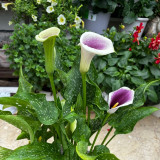 'Picasso' Calla Lily Bulbs | Zantedeschia hybrida | Bicolor Purple & White Flower Bulb