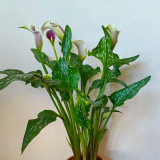 'Picasso' Calla Lily Bulbs | Zantedeschia hybrida | Bicolor Purple & White Flower Bulb