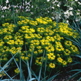 Cushion Spurge Seeds | Euphorbia polychroma | Drought Tolerant Rock Garden Plant | Hardy & Low-Maintenance