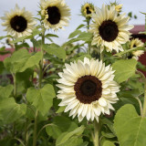 'White Lover' Sunflower Seeds | Helianthus annuus | F1 Hybrid Single Stem Cut Flower