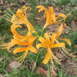 Lycoris aurea Bulbs | Golden Spider Lily | Bright Yellow Fall Blooms