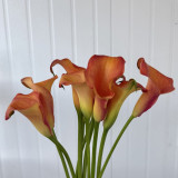 'Rialto' Calla Lily Bulbs | Zantedeschia hybrida | Orange-Yellow Bicolor Flower Bulb