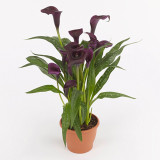 'Shelby' Calla Lily Bulbs | Zantedeschia hybrida | Deep Purple Flower Bulb