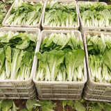 'Jiemei Golden Sweet' Bok Choy Seeds - Brassica rapa subsp. chinensis, Early Maturity, Heat and Humidity Tolerant