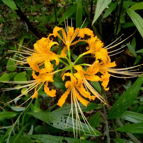 Lycoris aurea Bulbs | Golden Spider Lily | Bright Yellow Fall Blooms