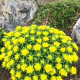 Cushion Spurge Seeds | Euphorbia polychroma | Drought Tolerant Rock Garden Plant | Hardy & Low-Maintenance