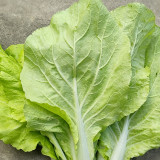 'Jiemei Golden Sweet' Bok Choy Seeds - Brassica rapa subsp. chinensis, Early Maturity, Heat and Humidity Tolerant