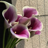 'Picasso' Calla Lily Bulbs | Zantedeschia hybrida | Bicolor Purple & White Flower Bulb