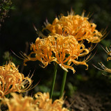 Lycoris aurea Bulbs | Golden Spider Lily | Bright Yellow Fall Blooms