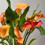 'Rialto' Calla Lily Bulbs | Zantedeschia hybrida | Orange-Yellow Bicolor Flower Bulb