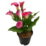 'Beautiful Art' Calla Lily Bulbs | Zantedeschia hybrida | Pink-Purple Bicolor Flower Bulb