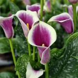 'Picasso' Calla Lily Bulbs | Zantedeschia hybrida | Bicolor Purple & White Flower Bulb