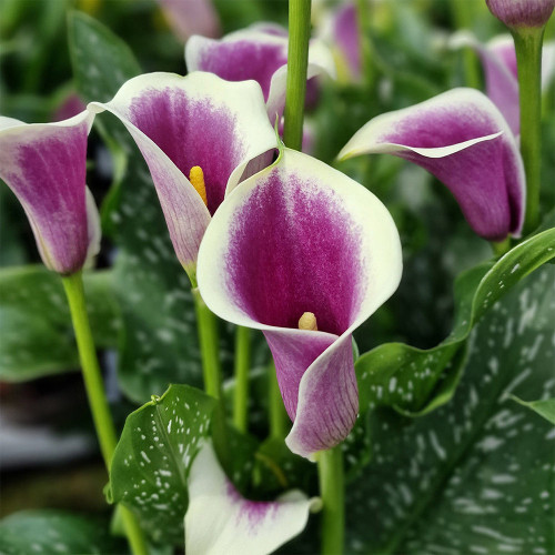 'Picasso' Calla Lily Bulbs | Zantedeschia hybrida | Bicolor Purple & White Flower Bulb
