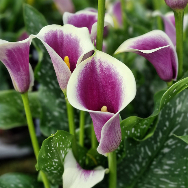 'Picasso' Calla Lily Bulbs | Zantedeschia hybrida | Bicolor Purple & White Flower Bulb