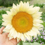 'White Moonlight' Sunflower Seeds – F1 Hybrid Single-Stem Variety with Creamy-White Petals, Ideal for Cut Flowers