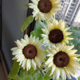 'White Lover' Sunflower Seeds | Helianthus annuus | F1 Hybrid Single Stem Cut Flower