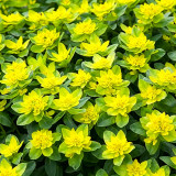 Cushion Spurge Seeds | Euphorbia polychroma | Drought Tolerant Rock Garden Plant | Hardy & Low-Maintenance