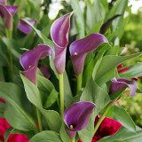 'Paco' Calla Lily Bulbs | Zantedeschia hybrida | Purple-Pink Flower Bulb