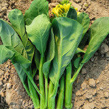 'Nongyan Yellow Flower' Chinese Kale Seeds - Brassica oleracea var. alboglabra, High-Yield, Low-Fiber
