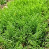 Small Leaf Fennel Seeds - Foeniculum vulgare Aromatic Herb, Fast-Growing, Multiple Harvests, Easy to Grow