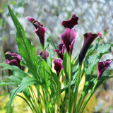 'Chief' Calla Lily Bulbs | Zantedeschia hybrida | Deep Purple-Black Flower Bulb
