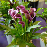 'Paco' Calla Lily Bulbs | Zantedeschia hybrida | Purple-Pink Flower Bulb