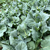 'Jiemei Improved Xianggu' Chinese Kale Seeds - Brassica oleracea var. alboglabra, Stable Quality, Easy to Grow