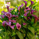 'Paco' Calla Lily Bulbs | Zantedeschia hybrida | Purple-Pink Flower Bulb