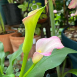 'Dreamland' Calla Lily Bulbs | Zantedeschia hybrida | Soft Pink Flower Bulb